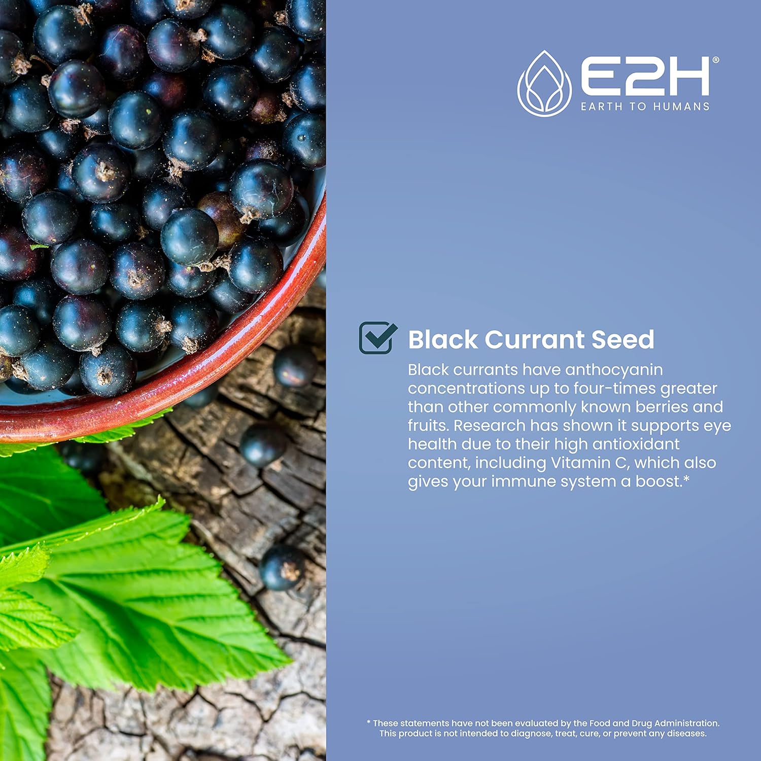 E2H Natural Black Currant Extract, Cold Pressed Seed Oil - Immune System Support - Liquid Supplement Pack