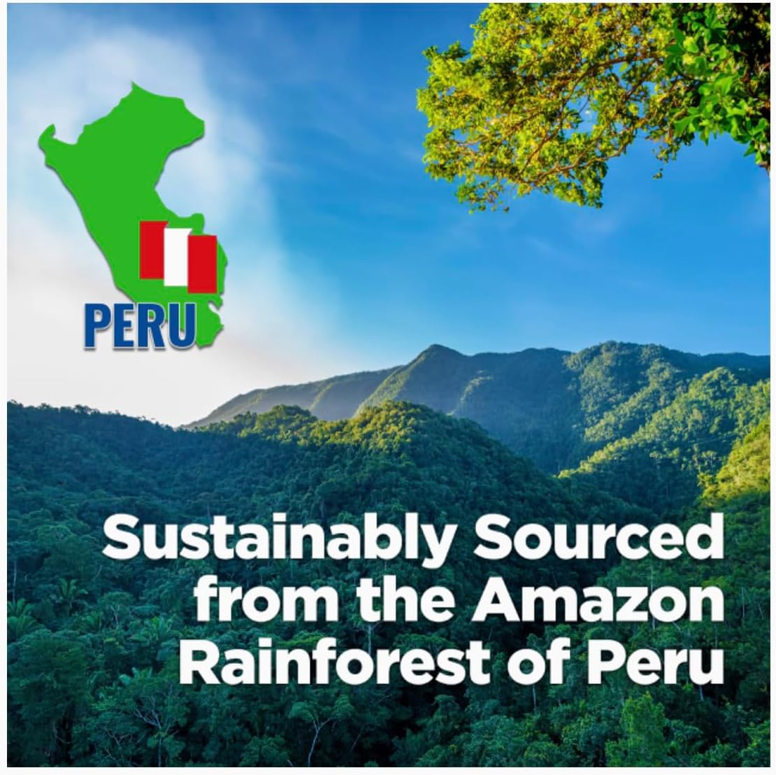 East Coast Superfoods Calaguala 500mg Capsules - 100 Count (Kalawalla) Polypodium Leucotomos Supplement