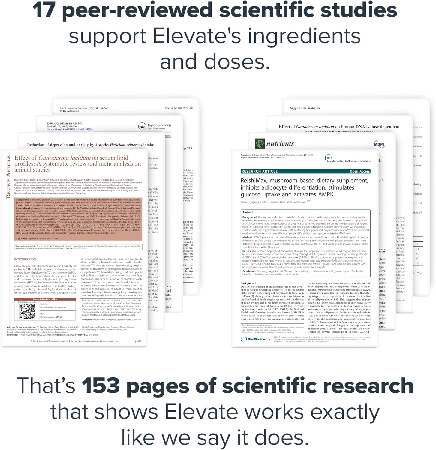 Elevate Mushroom Supplement Powder - Lions Mane, Reishi, Beta-Glucan Blend - Boost Immune System, Mood, Performance - Dutch Chocolate - 30 Servings