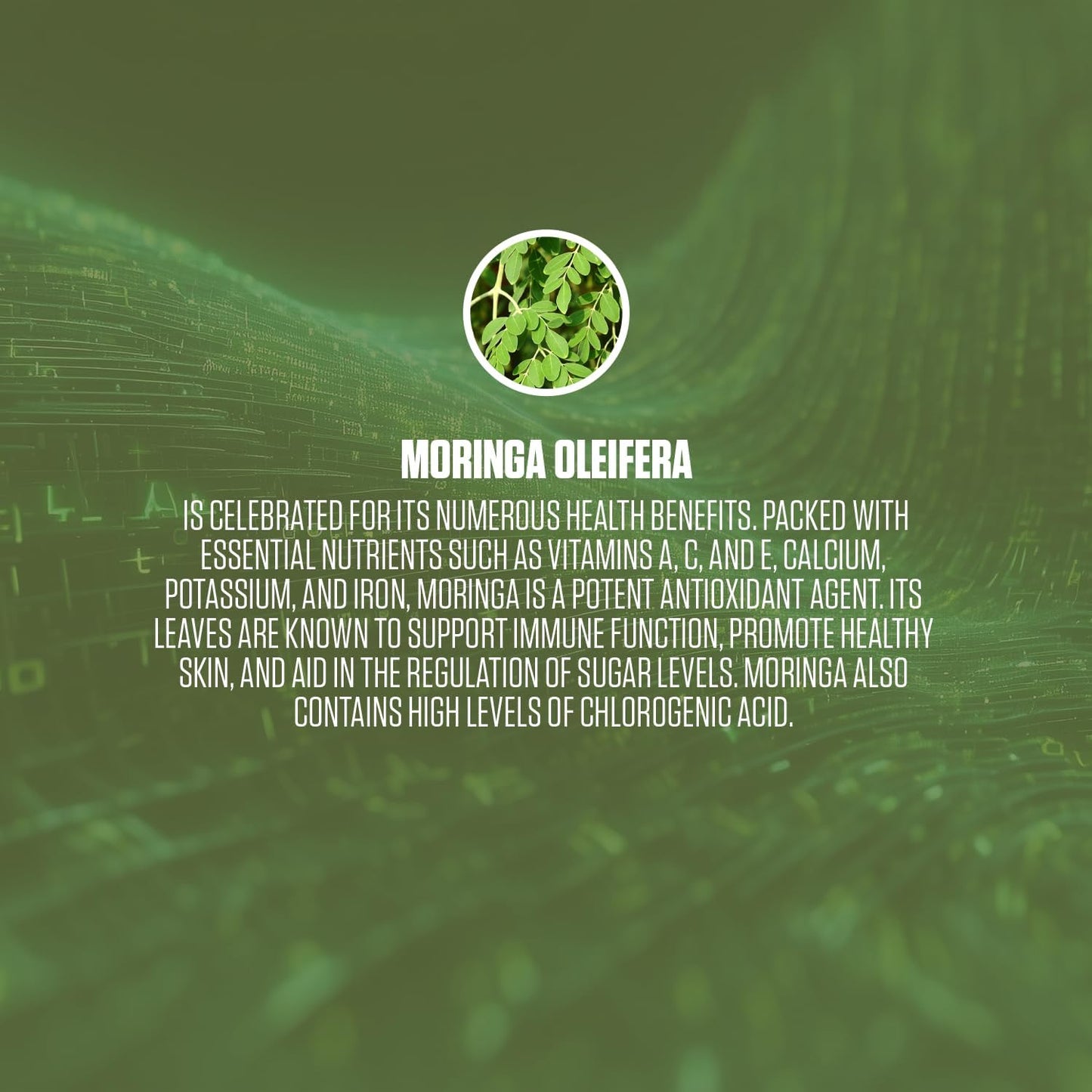 EPN Supplements Moringa Oleifera Capsules - Mood & Energy Boost, Immune Support, Antioxidant-Rich Superfood for Men & Women - 60 ct.