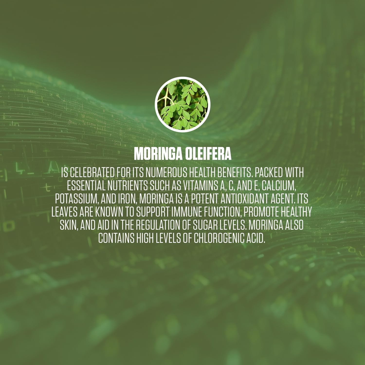 EPN Supplements Moringa Oleifera Capsules - Mood & Energy Boost, Immune Support, Antioxidant-Rich Superfood for Men & Women - 60 ct.