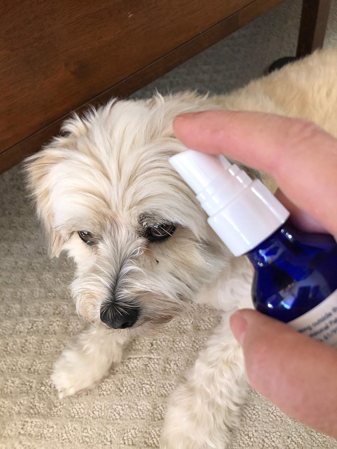 Fast Hair Regrowth Liquid Supplement for Pets - Natural, Direct Application for Surgery or Illness Recovery - Multivitamin Spray, 1 oz