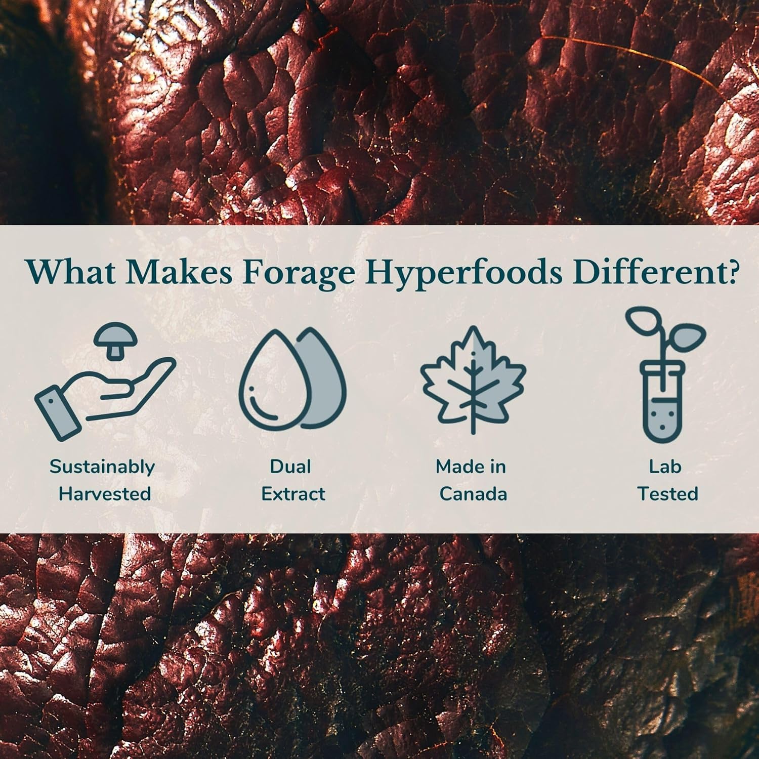 Forage Hyperfoods Reishi Mushroom Tincture - Immune Support & Stress Relief - Dual Extract, Alcohol-Free - 60 ml