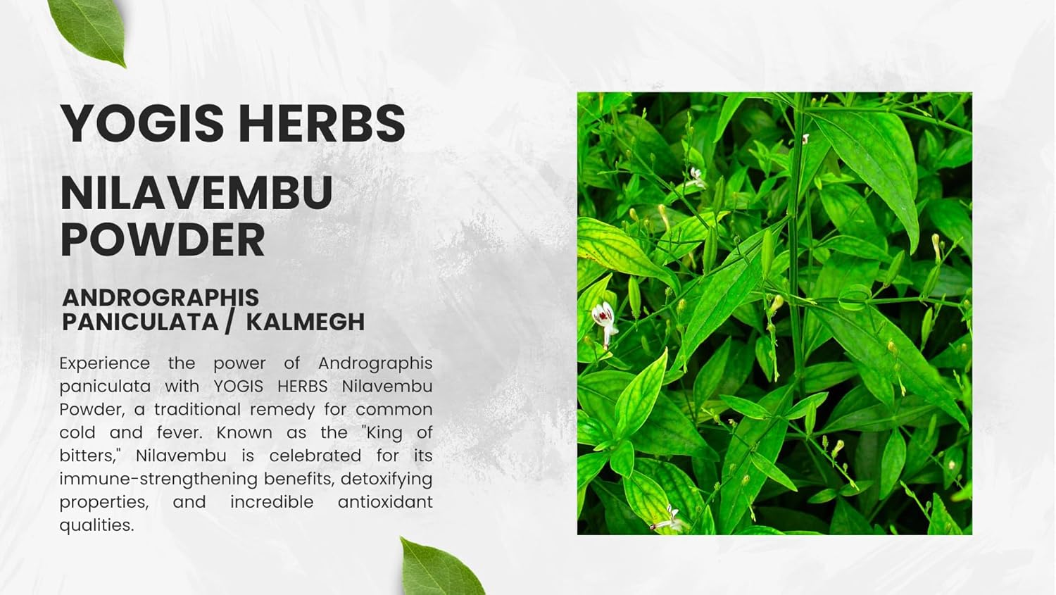 Fresh and Pure YOGIS HERBS Nilavembu Powder - 1lb Pack of 1 - Andrographis Paniculata - Dark Green Color