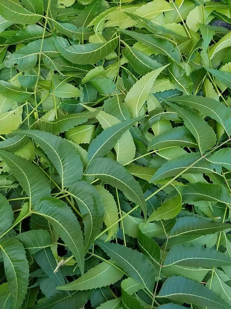 Fresh Neem Leaves from South Florida - Azadirachta Indica, Margosa - 3 OZ