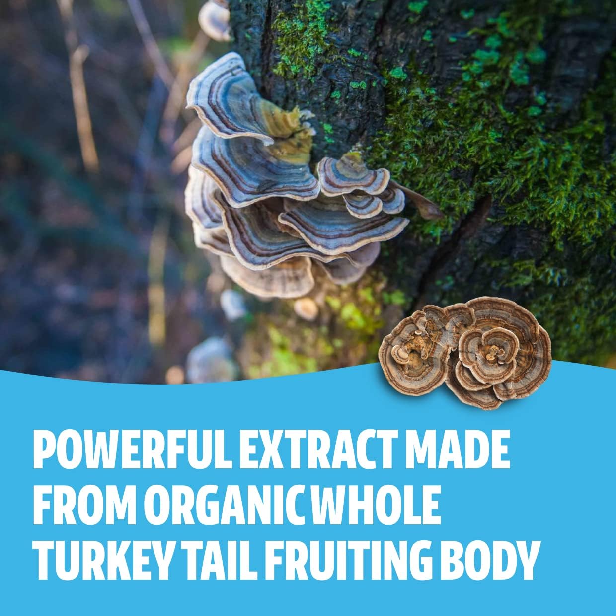 FreshCap Immunity Bundle: Turkey Tail & Ultimate Mushroom Complex Capsules