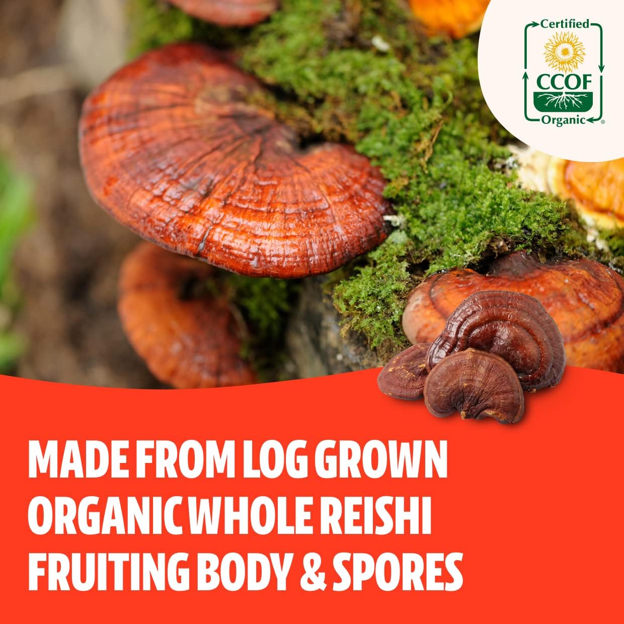 FreshCap Mushrooms Adaptogen Bundle: Reishi and Cordyceps Capsules