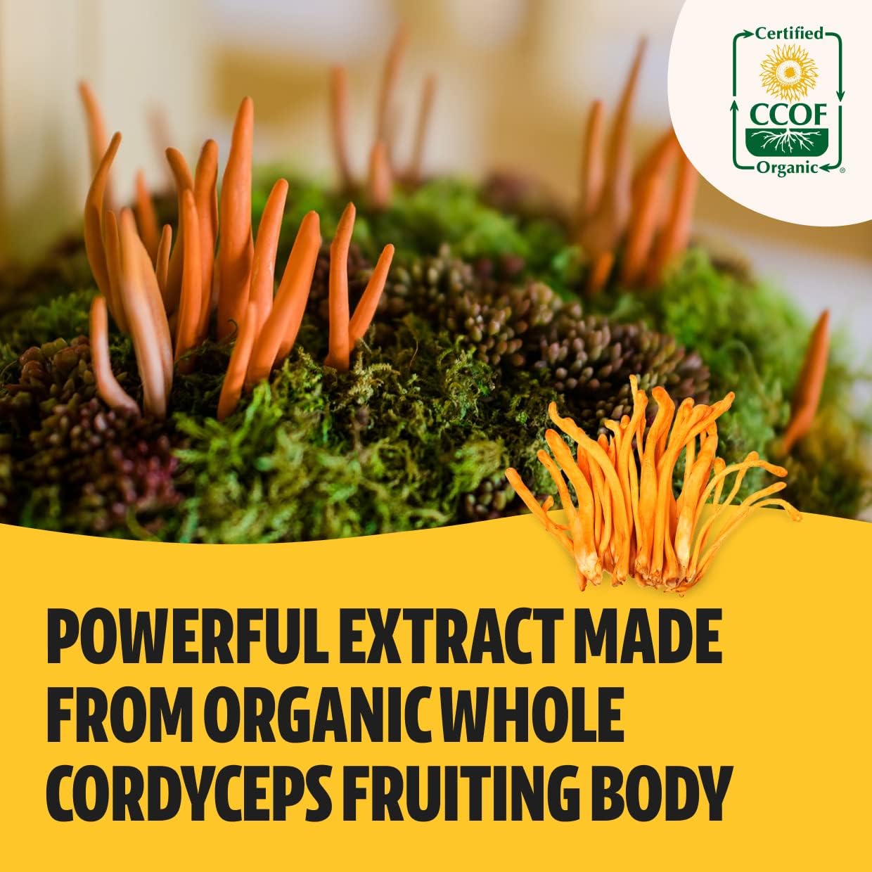 FreshCap Mushrooms Energy Bundle - Cordyceps & Ultimate Mushroom Complex Capsules