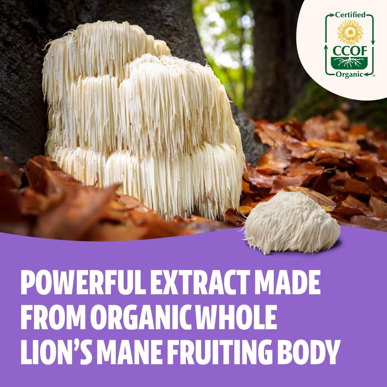 FreshCap Mushrooms Performance Bundle: Lion's Mane and Cordyceps Capsules