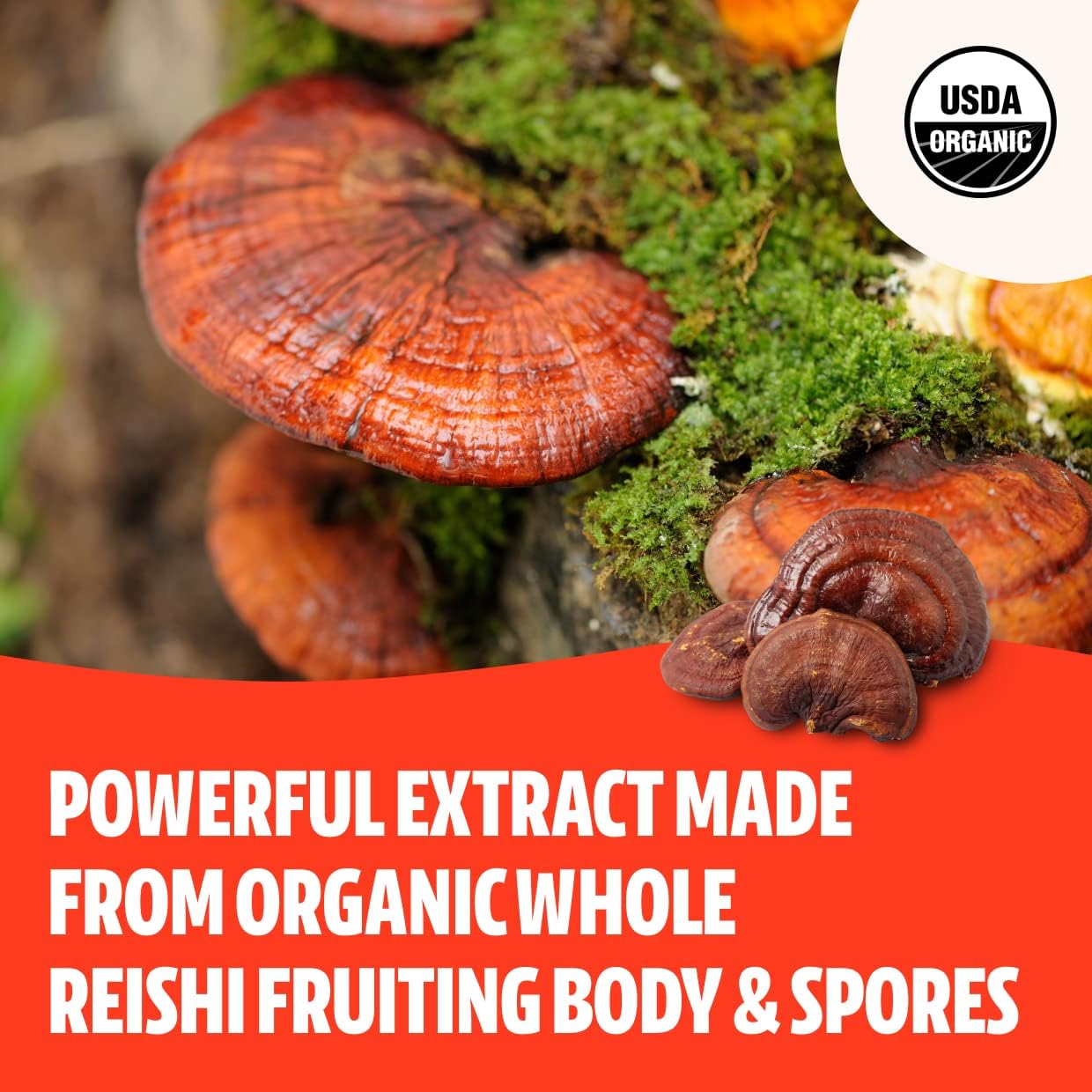 FreshCap Mushrooms Stress Relief Bundle: Reishi Powder & Ultimate Mushroom Complex Powder