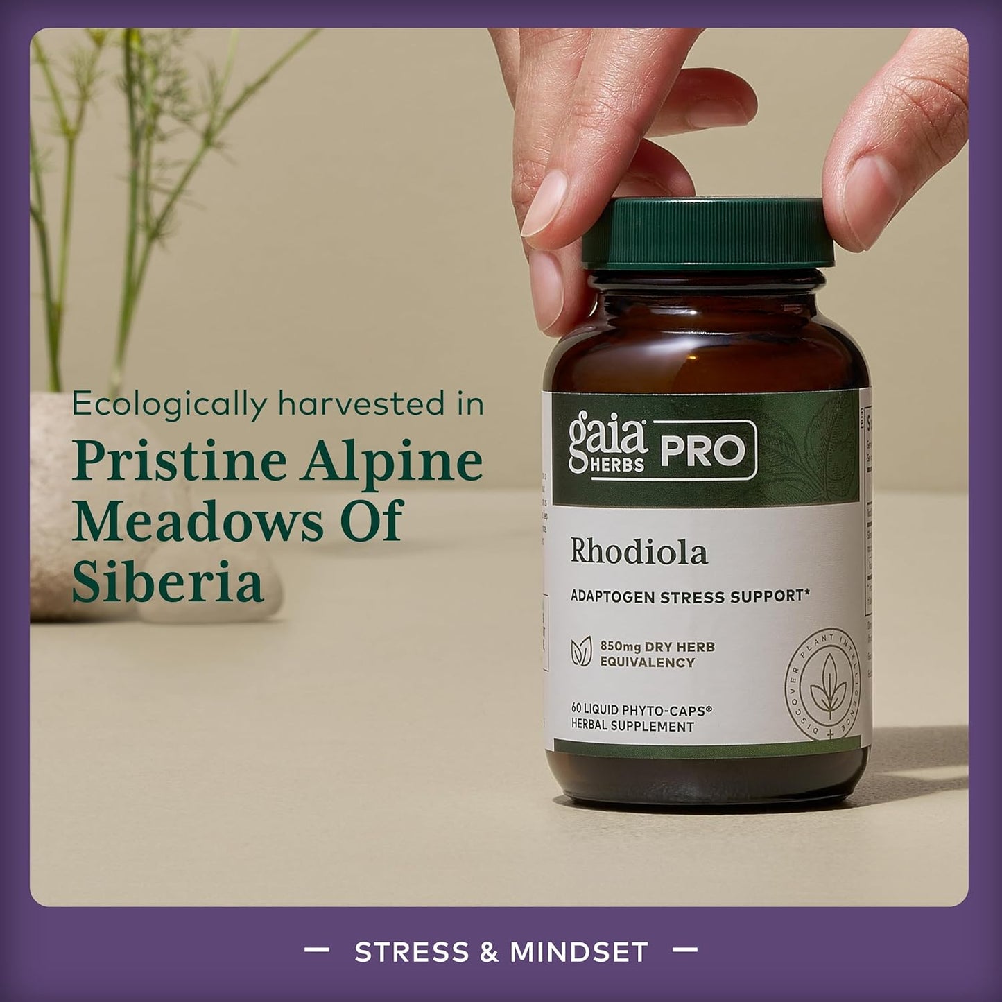 Gaia Herbs Pro Rhodiola - Adaptogen Stress Support - Rhodiola Rosea, Rosavins, Vegan Liquid Capsules - 60 Servings