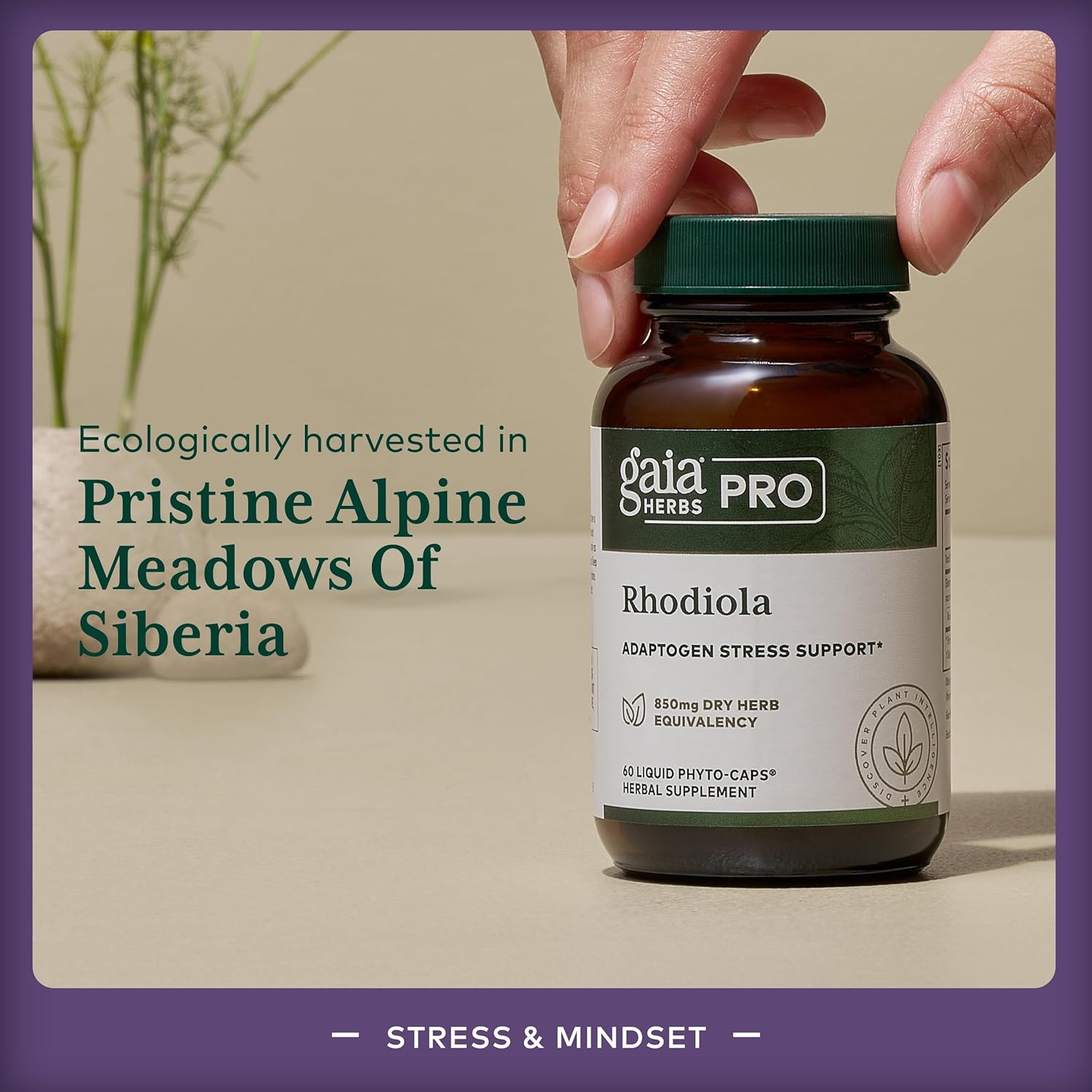 Gaia Herbs Pro Rhodiola - Adaptogen Stress Support - Rhodiola Rosea, Rosavins, Vegan Liquid Capsules - 60 Servings