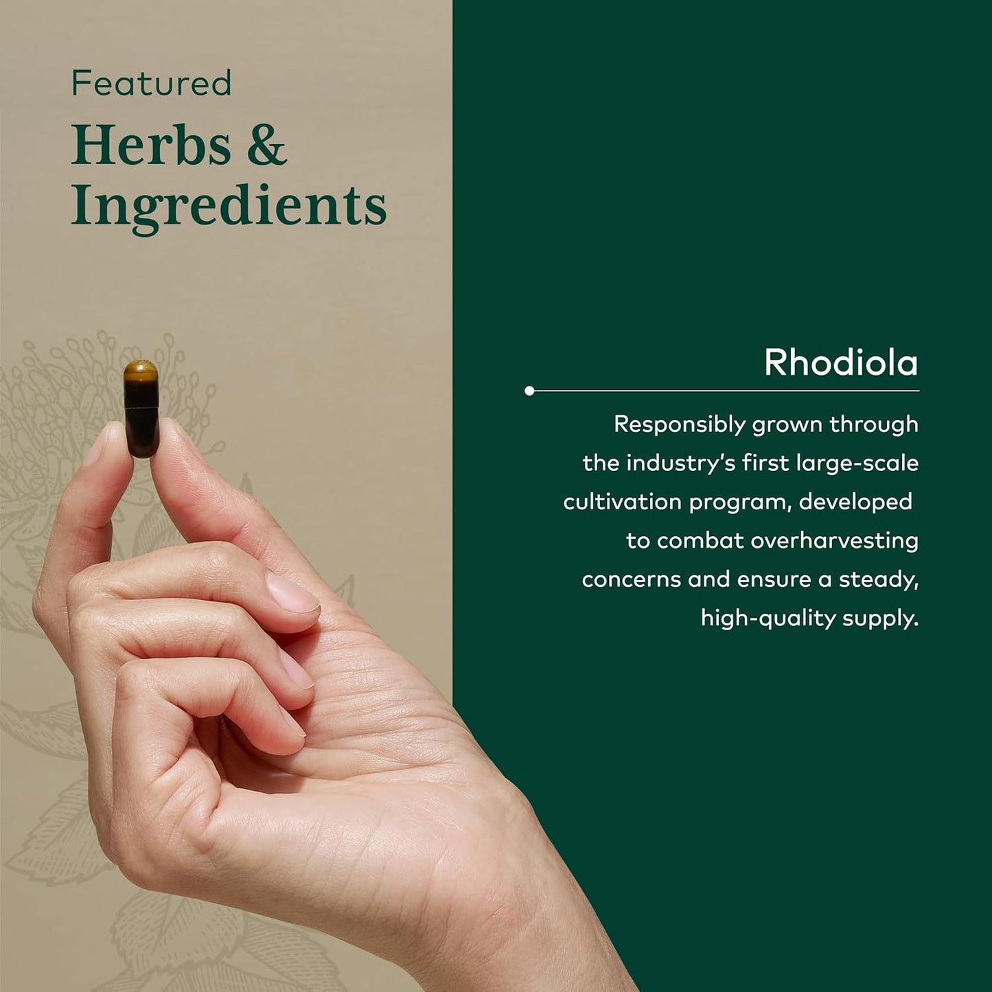 Gaia Herbs Pro Rhodiola - Adaptogen Stress Support - Rhodiola Rosea, Rosavins, Vegan Liquid Capsules - 60 Servings