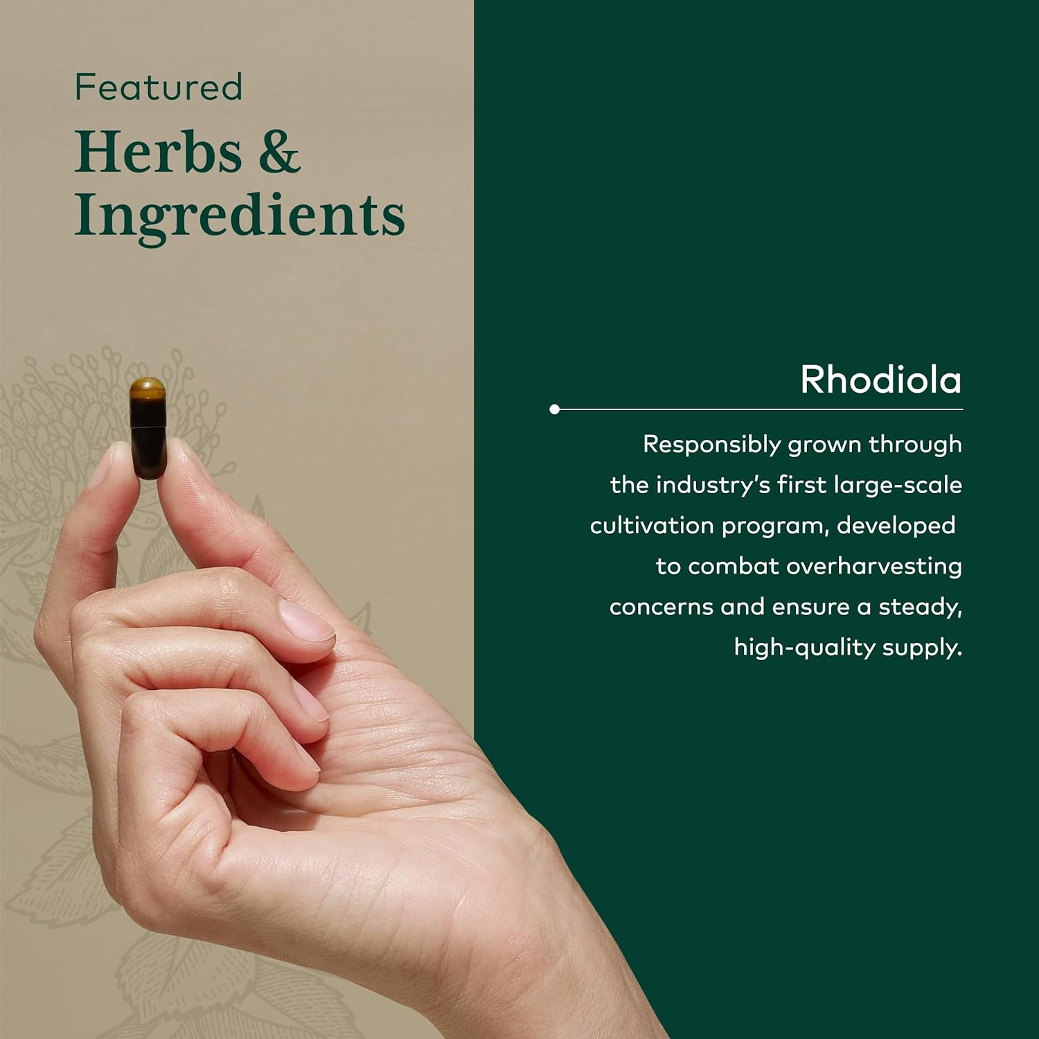 Gaia Herbs Pro Rhodiola - Adaptogen Stress Support - Rhodiola Rosea, Rosavins, Vegan Liquid Capsules - 60 Servings