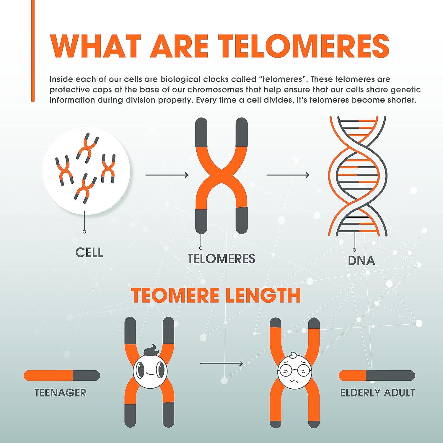 Genius Eternal Anti-Aging Supplement - Telomere Capsules for Longevity & Cellular Repair