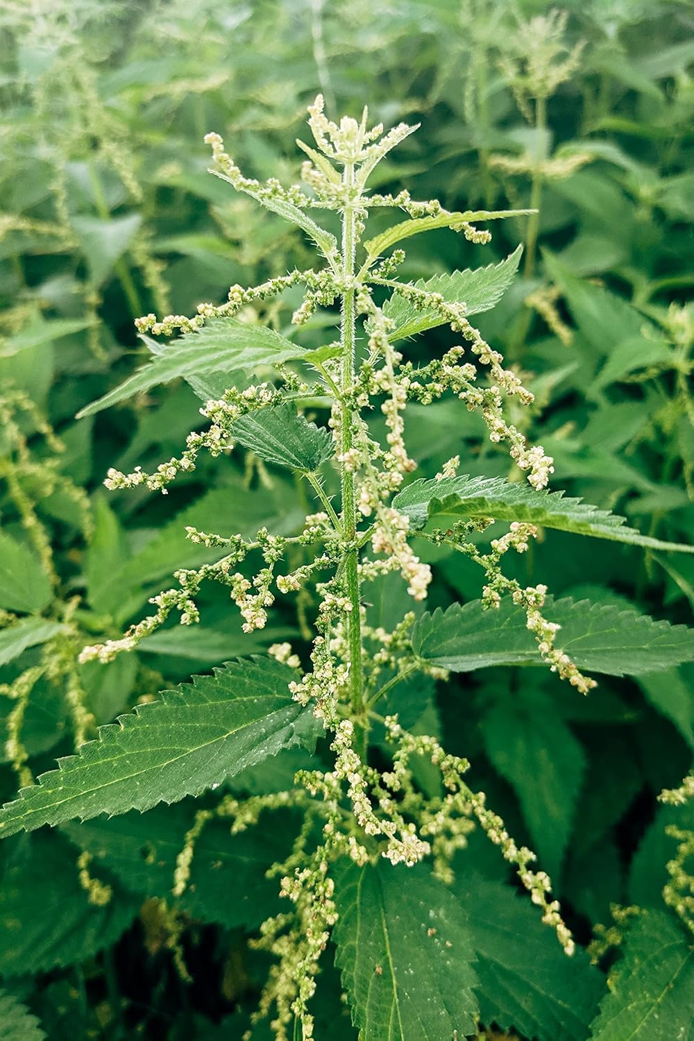 German Bluechai Stinging Nettle Seeds - Vegan Protein Source, Dried Urtica Dioica Seeds - 0.7oz/20g - Non GMO, Gluten Free