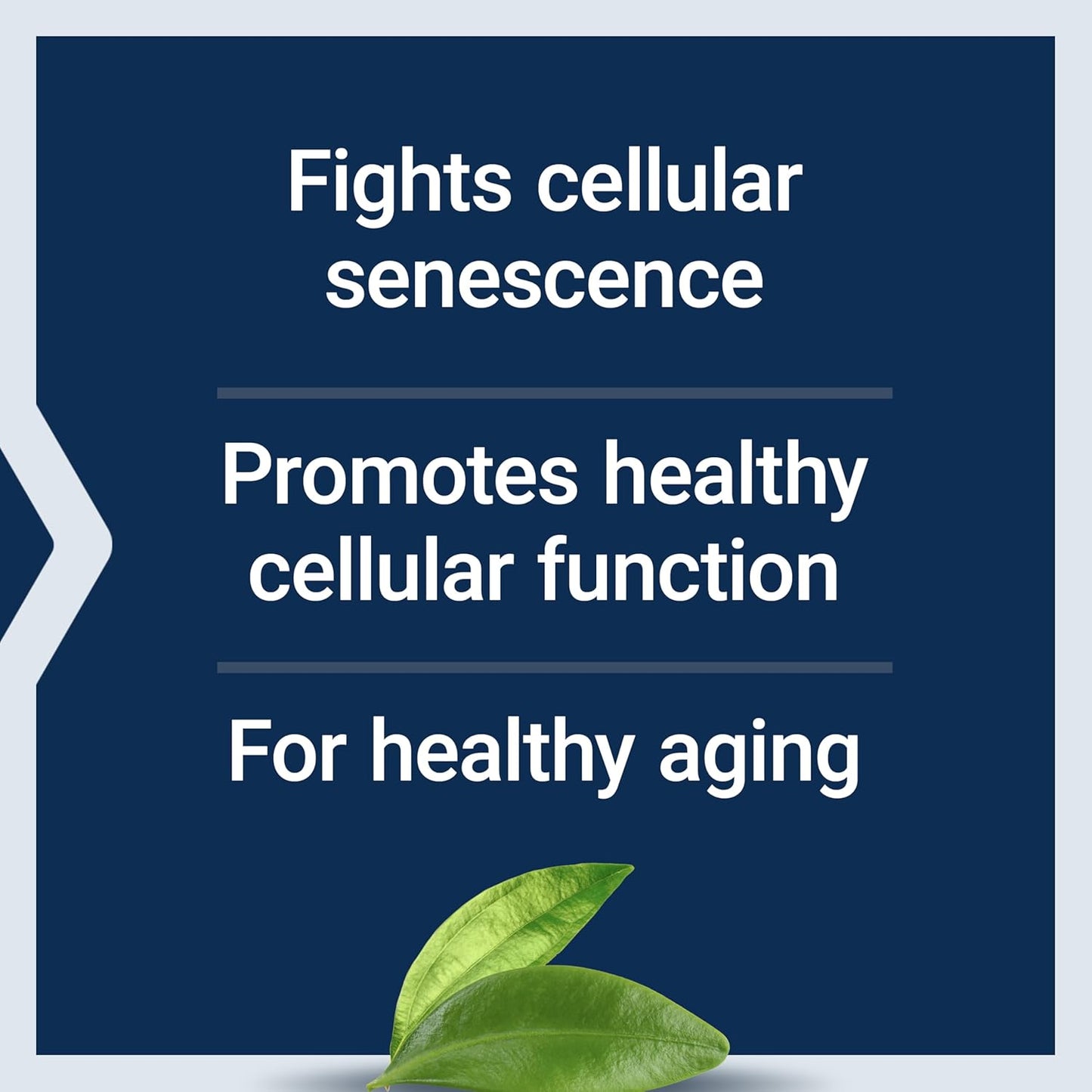 Geroprotect Ageless Cell Softgels - Cellular Health & Healthy Aging Supplement with Vitamin E, NAC, Green Tea Extract, Myricetin - Gluten Free & Non-GMO - 30 Count