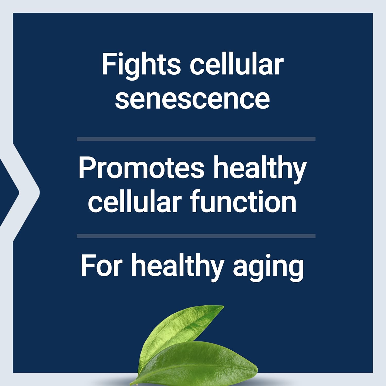Geroprotect Ageless Cell Softgels - Cellular Health & Healthy Aging Supplement with Vitamin E, NAC, Green Tea Extract, Myricetin - Gluten Free & Non-GMO - 30 Count