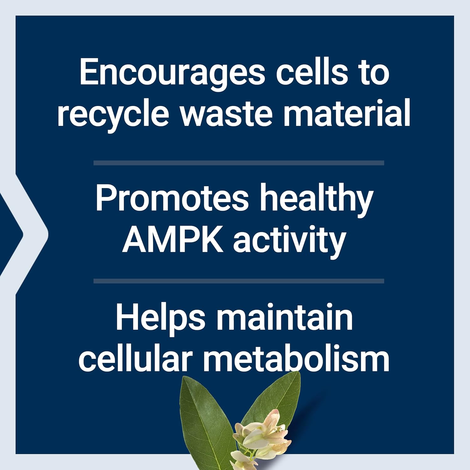 Geroprotect Autophagy Renew Capsules: Cellular Health & Aging Support with Luteolin & Piperlongumine - Gluten-Free, Non-GMO, Vegetarian - 30ct