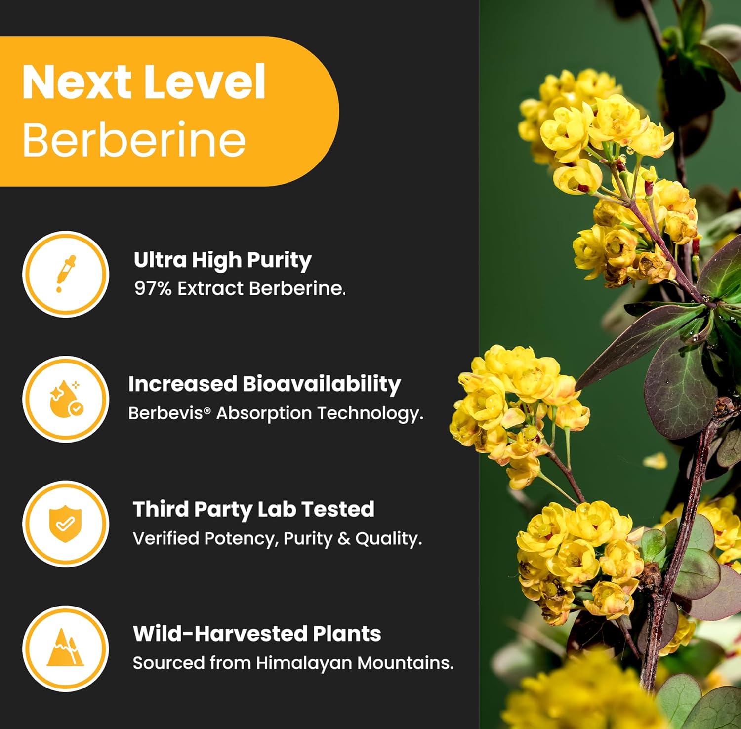 Ginseng and Berberine for Energy and Metabolic Support by NutraChamps