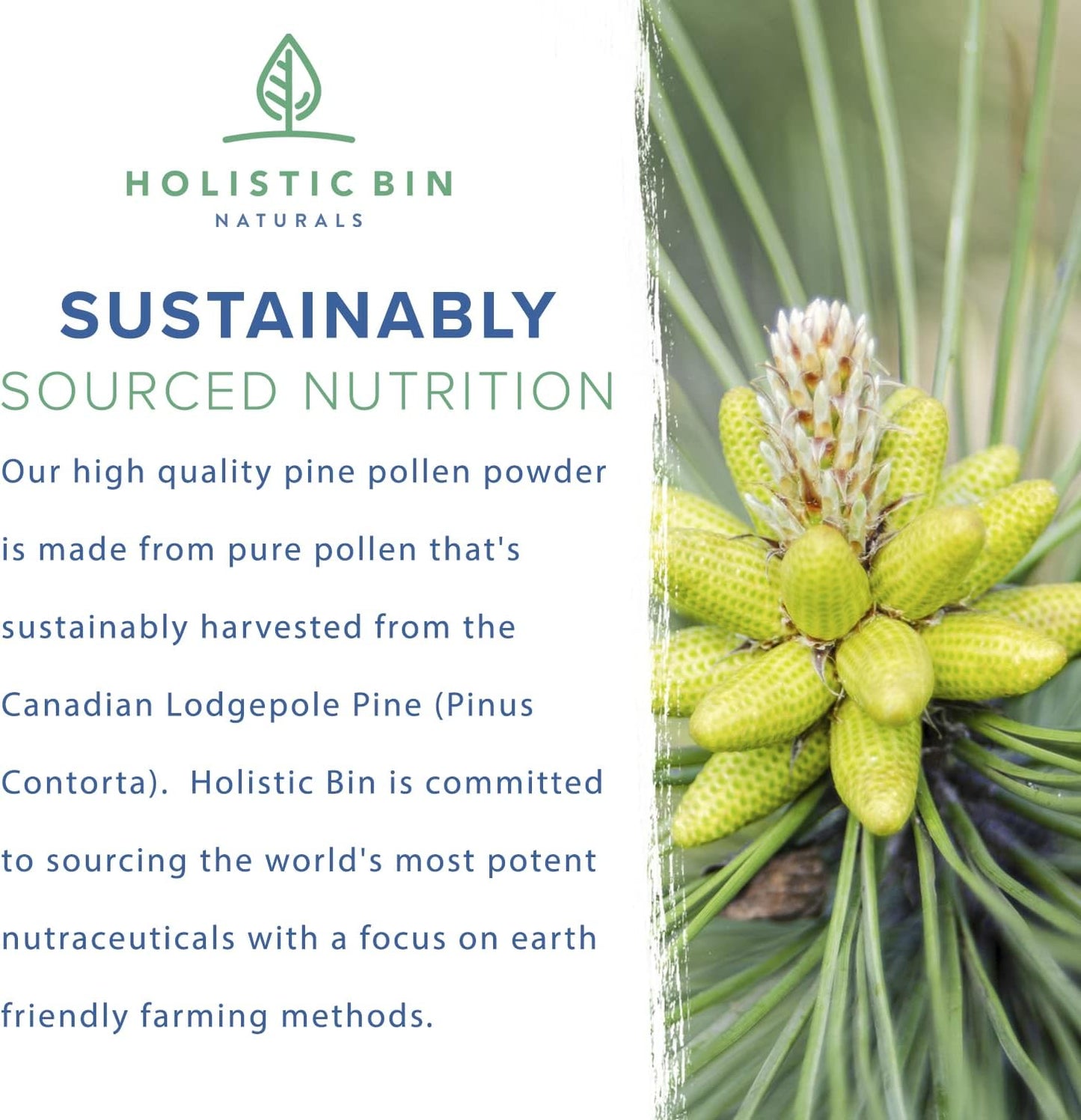 Golden Canadian Pine Pollen Powder - 20g Pure Supplement, Wild Harvested from Lodgepole Pine Tree | Non GMO, Pharmaceutical Grade Organic Pollen