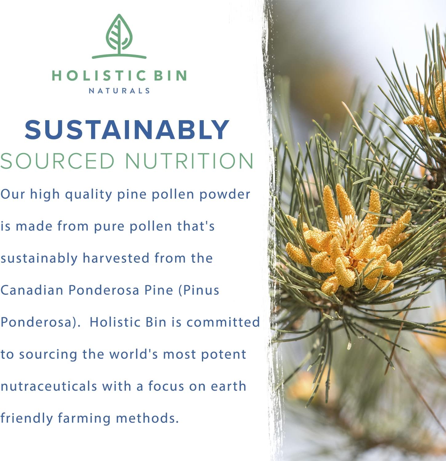 Golden Canadian Ponderosa Pine Pollen Powder - 20g Organic Supplement