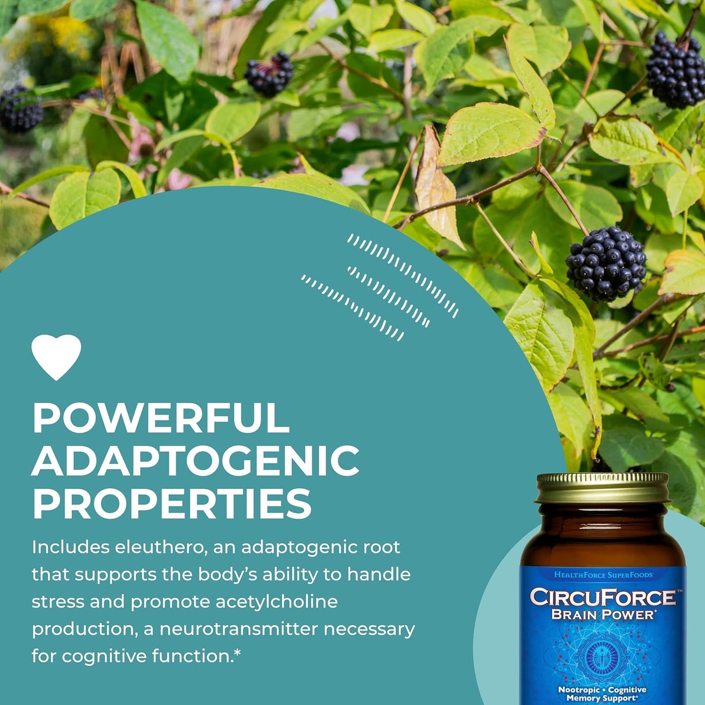 HealthForce SuperFoods CircuForce Brain Power Supplement - 90 Vegan Capsules