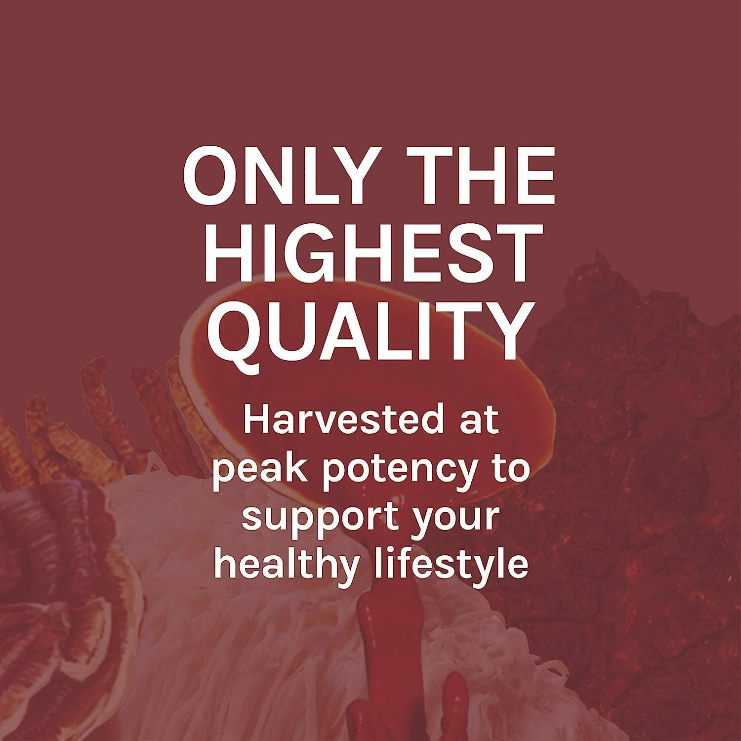Heart & Immune Health Support with Host Defense Reishi Extract - Mushroom Supplement for Energy, Vitality & Well-Being - 2 fl oz (60 Servings) - BoostGo Australia
