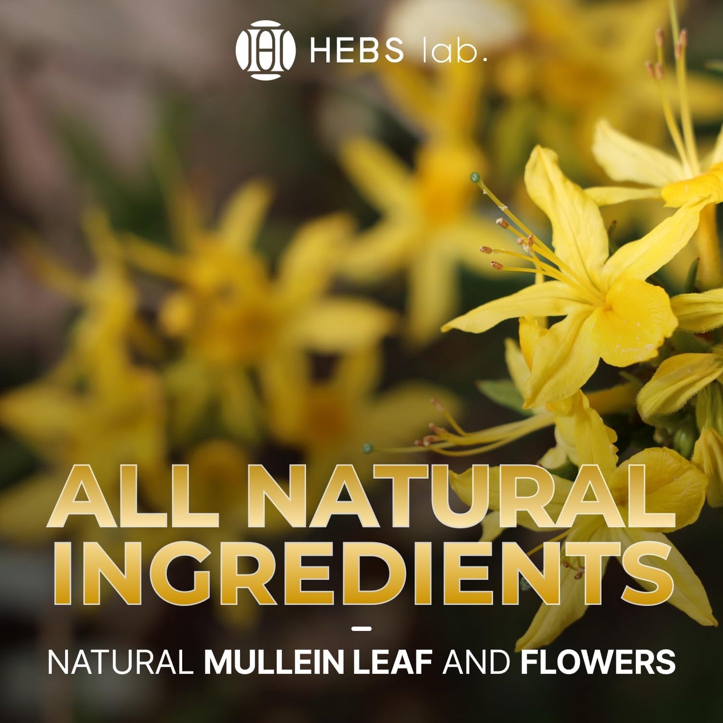 HEBS LAB Multivitamin Fruits and Vegetables Bundle with Mullein Leaf Extract - Immune Booster and Lung Support Supplement