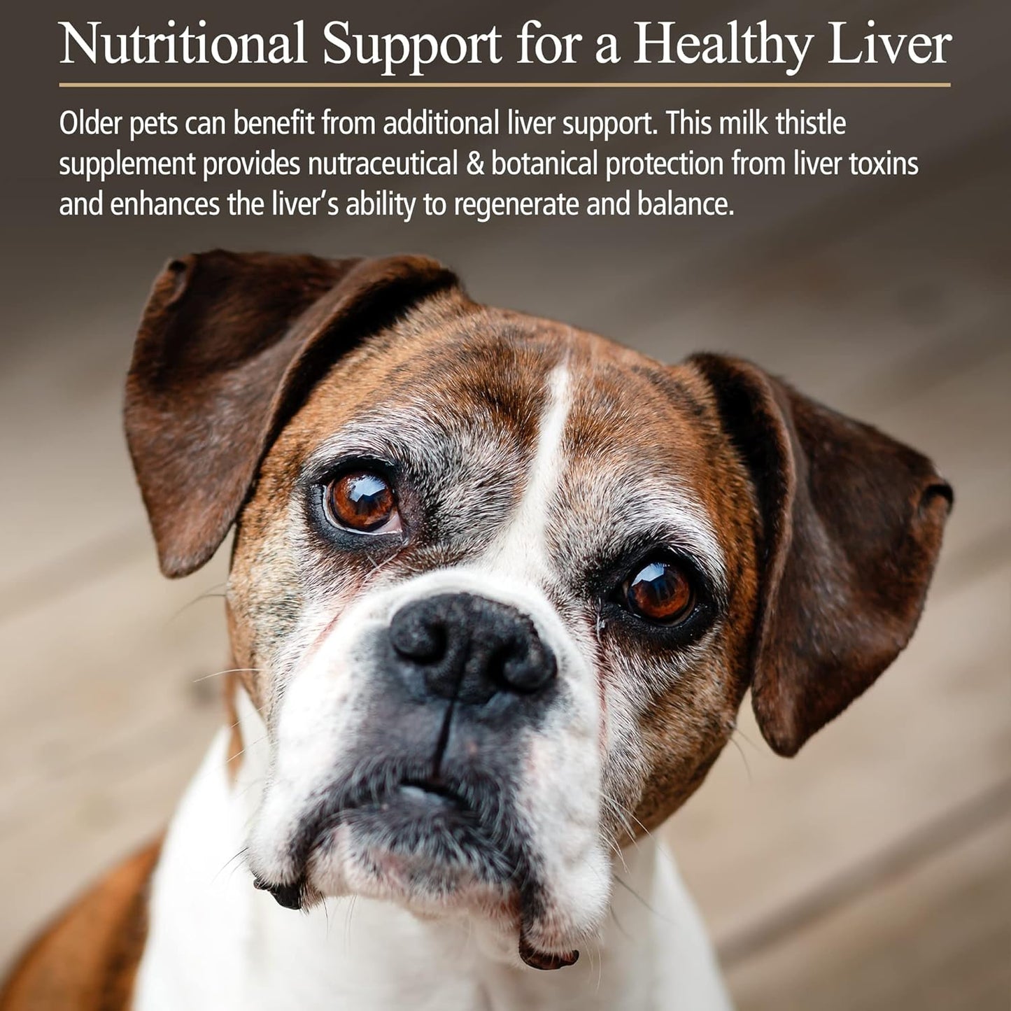 Hepato Support Milk Thistle Supplement for Dogs & Cats - 100mg Silymarin Capsules - Promotes Healthy Liver Function - 90 ct.