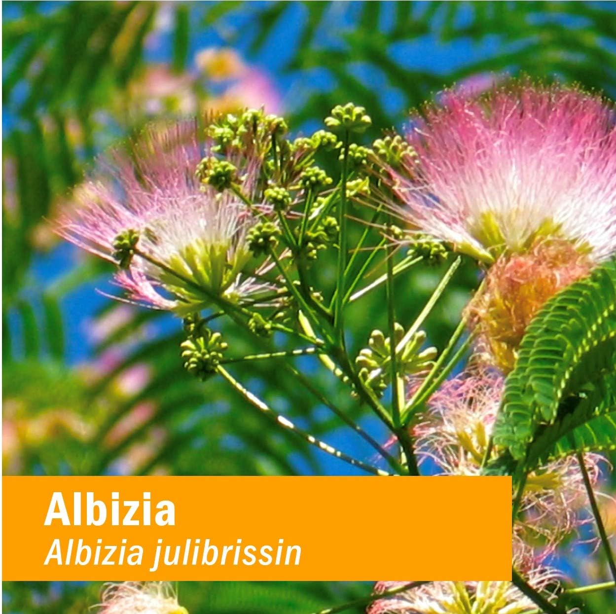 Herb Pharm Albizia Liquid Extract - Nervous System Support - 1 Fl Oz
