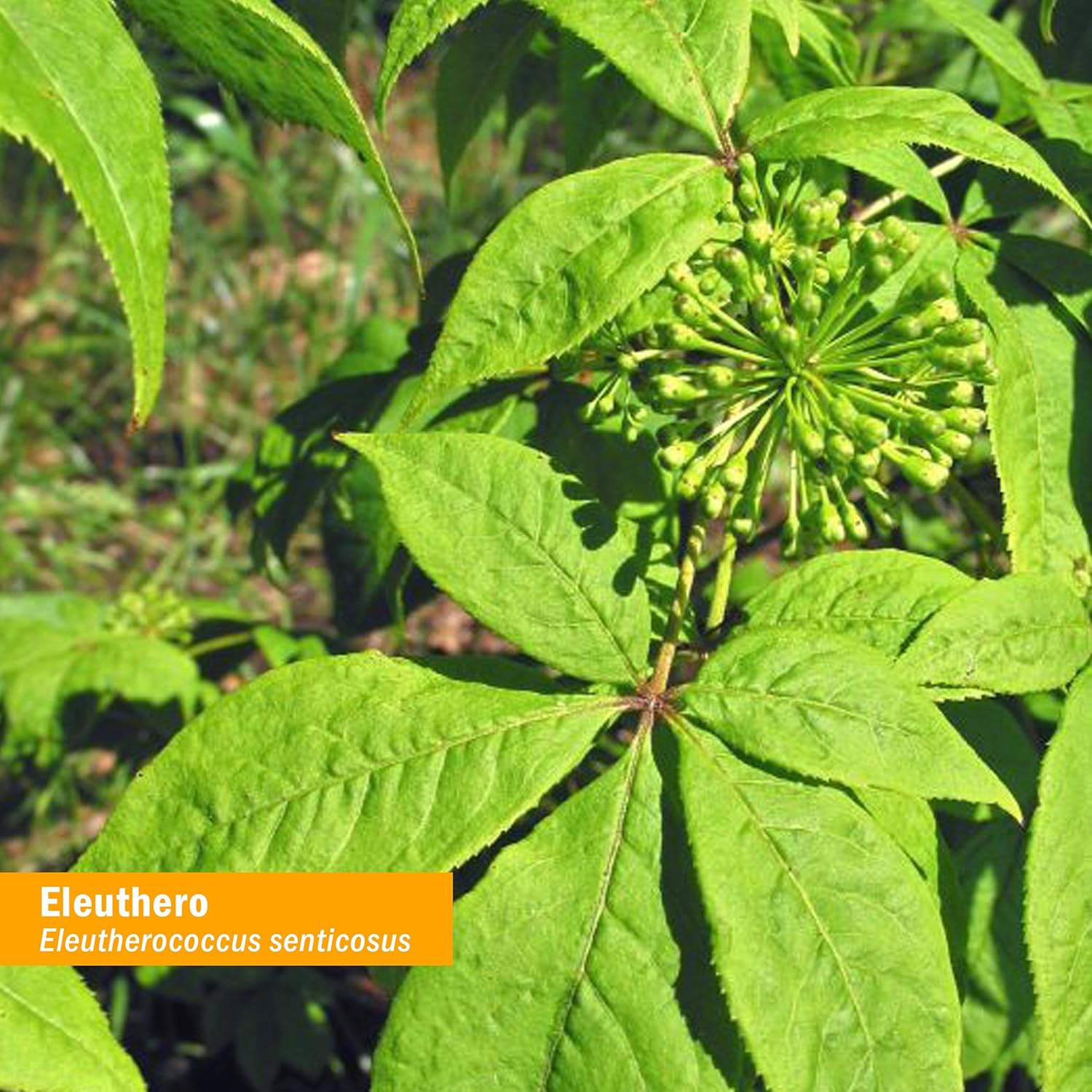 Herb Pharm Eleuthero Root Liquid Extract - Energy & Stamina Support - 4 oz