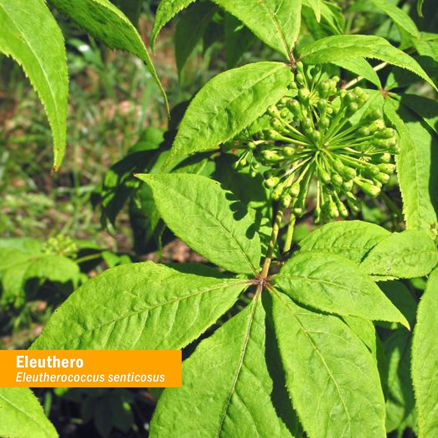 Herb Pharm Eleuthero Root Liquid Glycerite - 1 Fl Oz, Alcohol-Free Energy & Stamina Support