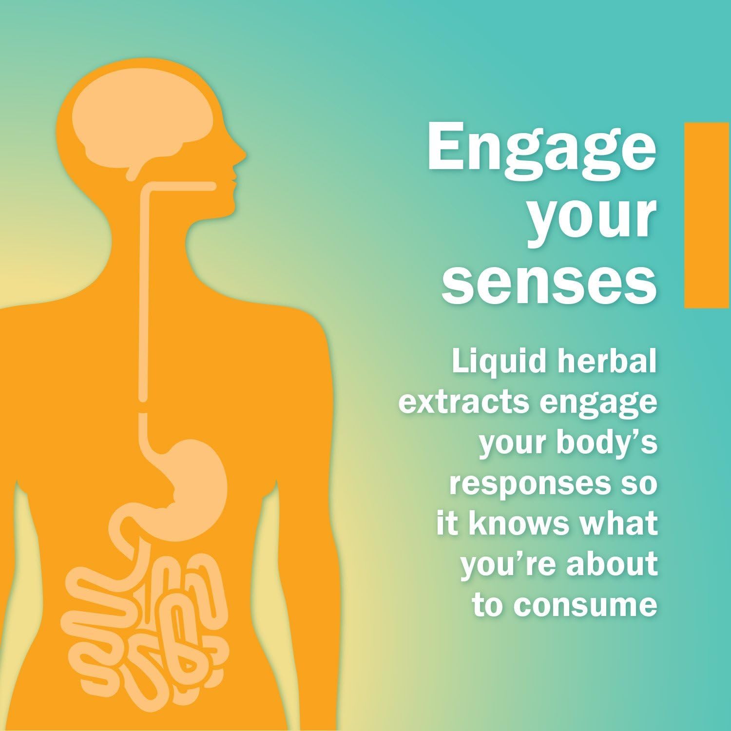 Herb Pharm Eleuthero Root Liquid Glycerite - 1 Fl Oz, Alcohol-Free Energy & Stamina Support