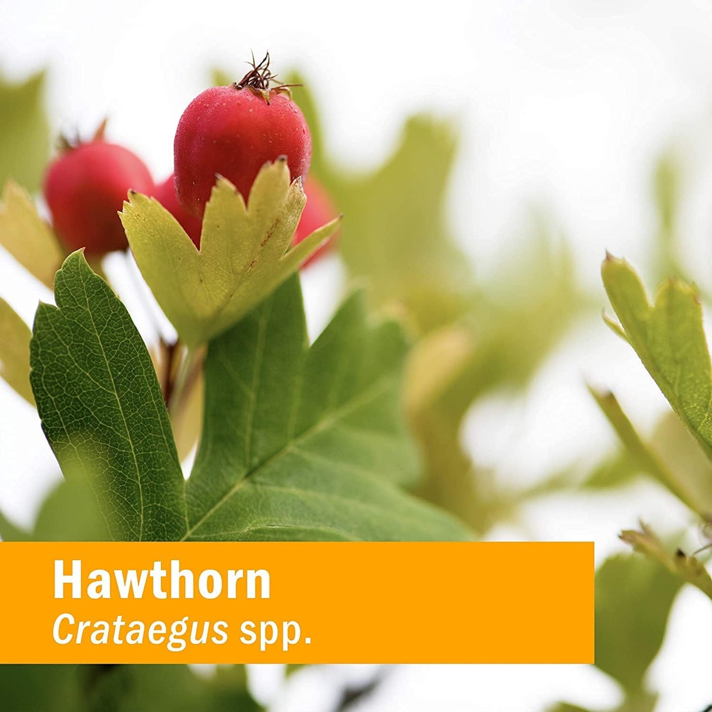 Herb Pharm Hawthorn Blend Liquid Extract - 4 oz Bottle for Cardiovascular and Circulatory Health