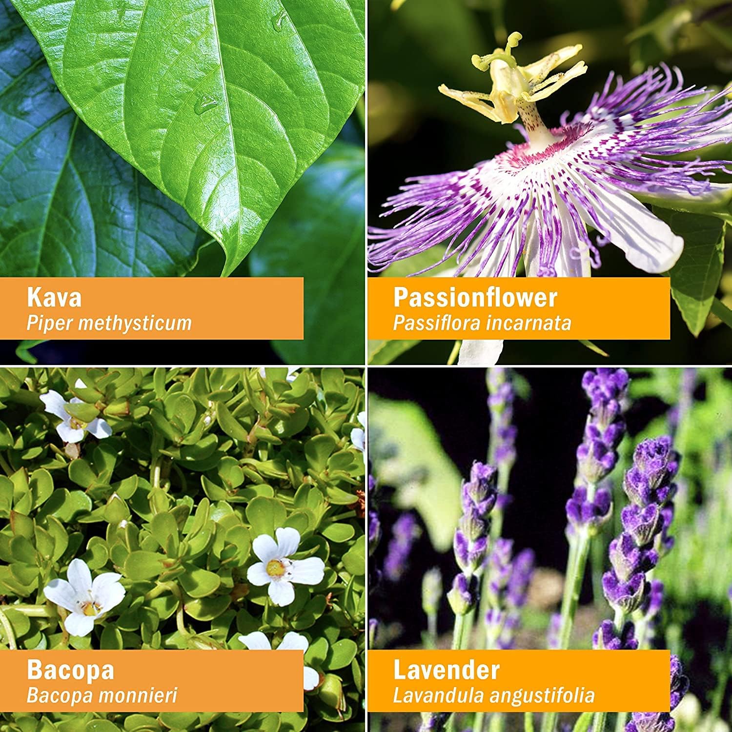 Herb Pharm Kava Anxiety Soother Liquid Herbal Formula for Nervous System Support - 1 Ounce