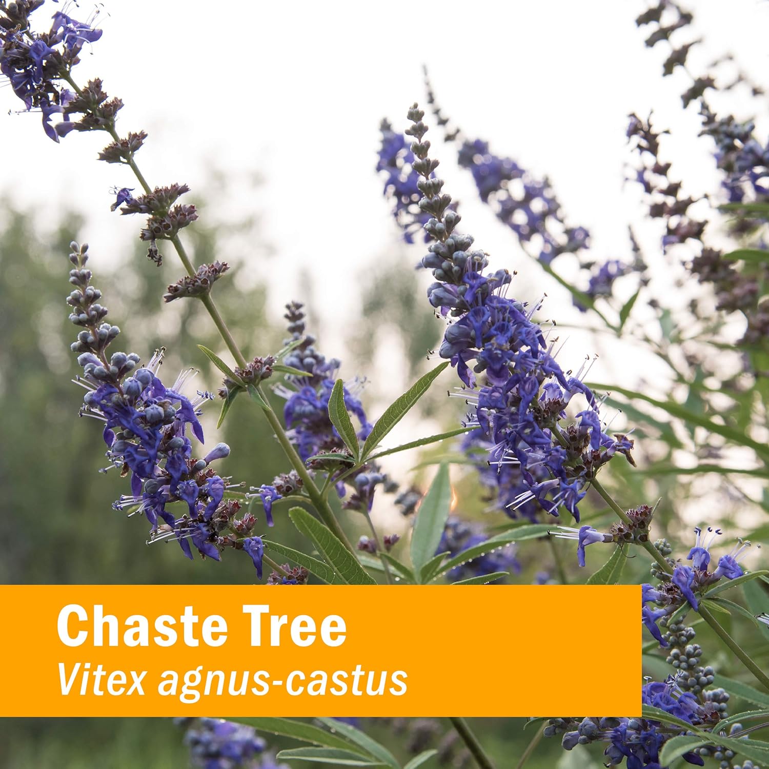 Herb Pharm Menopause Health: Women's Herbal Supplement with Vitex Chaste Tree Berry & Black Cohosh Tincture - Supports Reproductive System, Vegan & Gluten-Free - 4 Oz Bottle