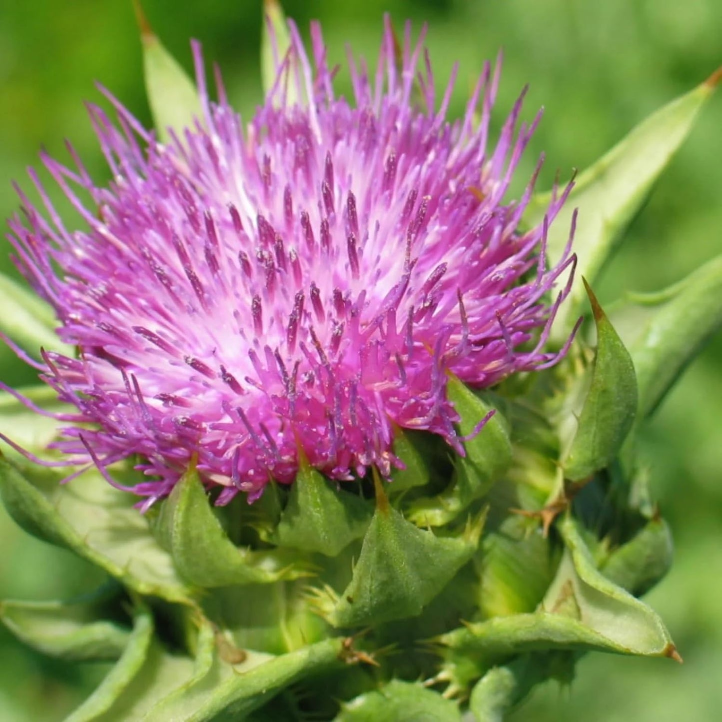 Herb Pharm Milk Thistle Seed Extract Capsules - 140mg Silymarin for Liver Health - 60 Vegetarian Pills