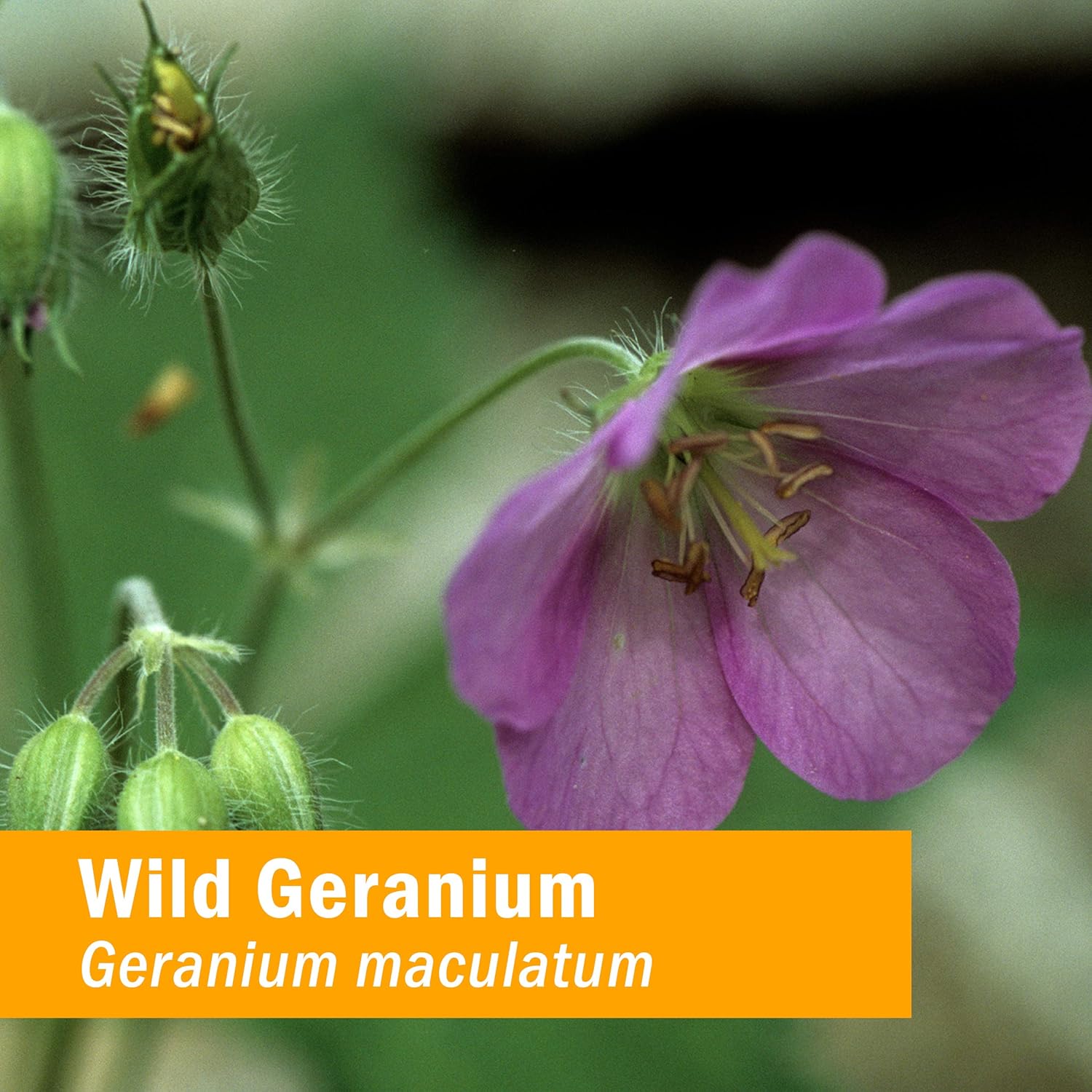 Herb Pharm Wild Geranium (Cranesbill) Liquid Extract - 1 oz - Organic Herbal Supplement