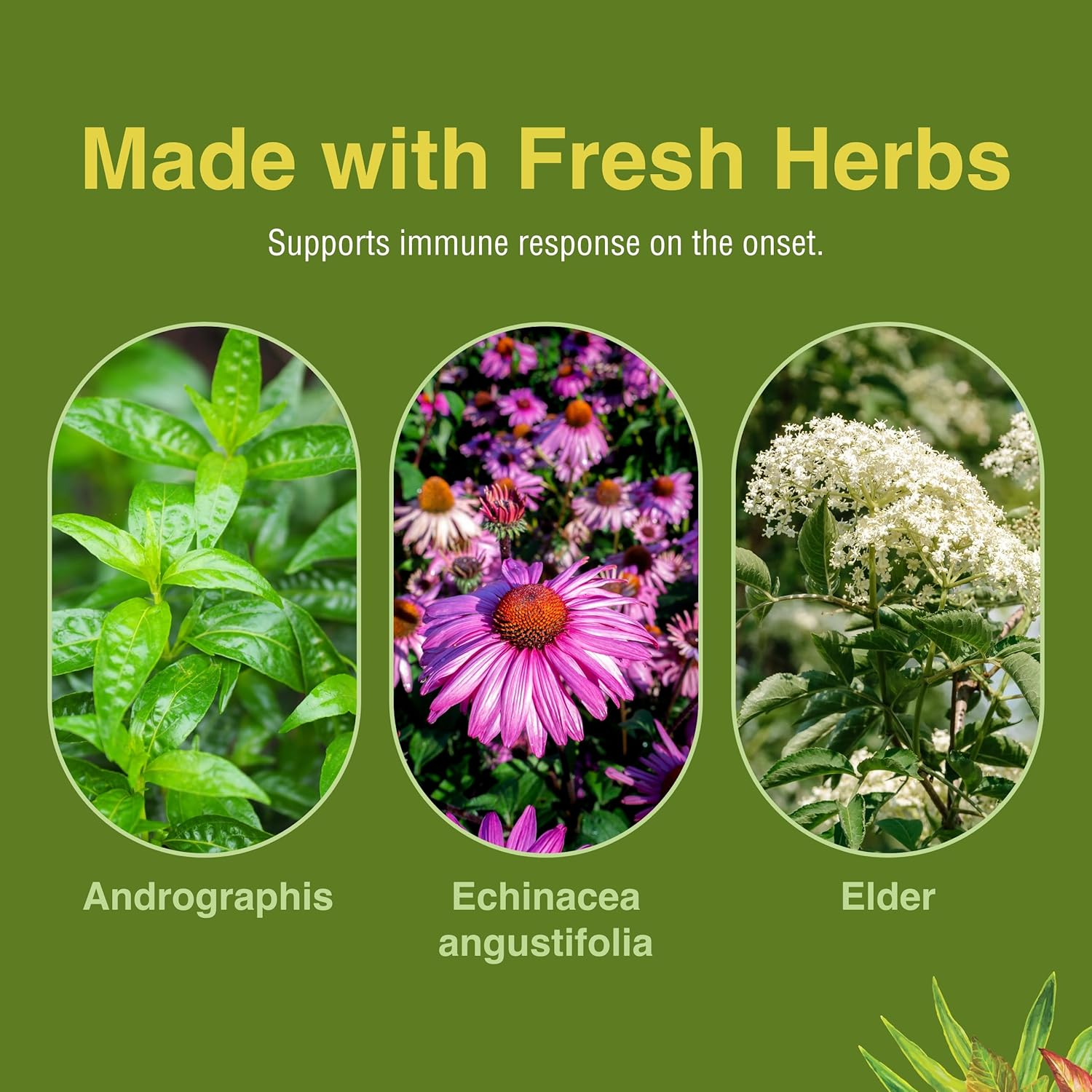 Herbs Etc. Immune Alert Softgels - Boost Immune System Support - 60 ct.