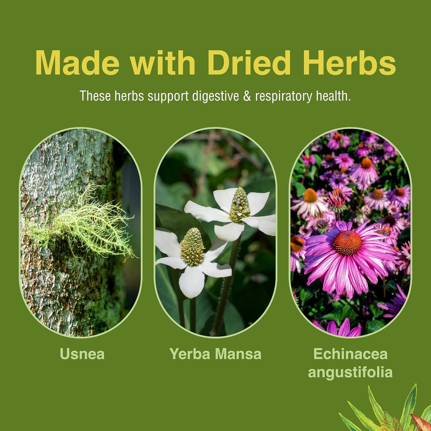 Herbs Etc. Phytocillin Softgels - Respiratory & Digestive Health Support Supplement - Herbal Formula for Healthy Breathing - 120 Servings