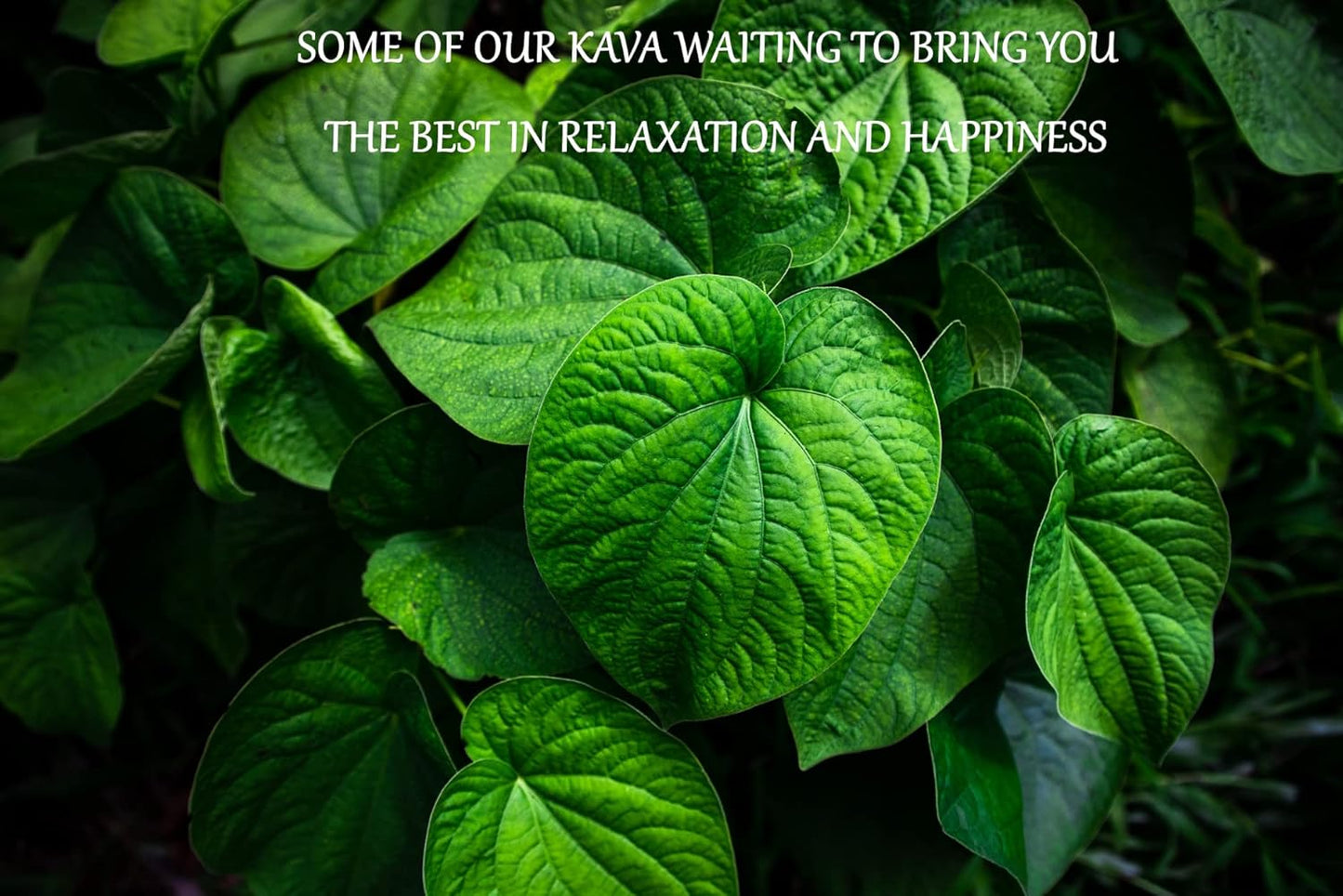 Heritage Kava Premium Fiji Noble Kava Root Powder - 16 Ounces/1 Pound