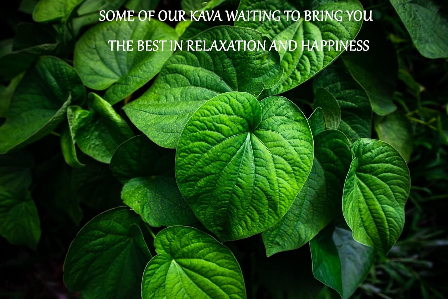 Heritage Kava Premium Fiji Noble Kava Root Powder - 16 Ounces/1 Pound