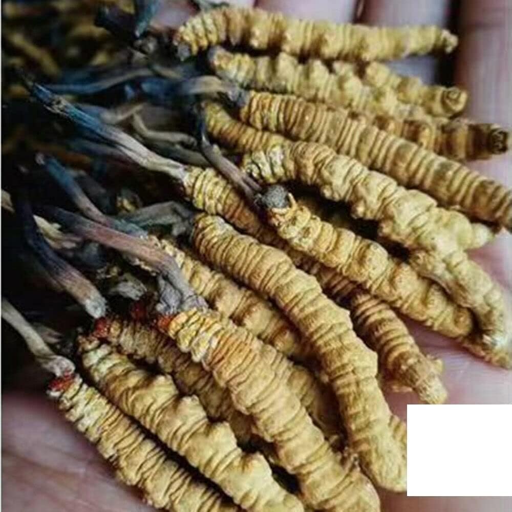 High Grade Genuine Wild Cordyceps Sinensis Mushroom from Lamjung Nepal - Boost Energy and Reduce Stress - 5 Grams