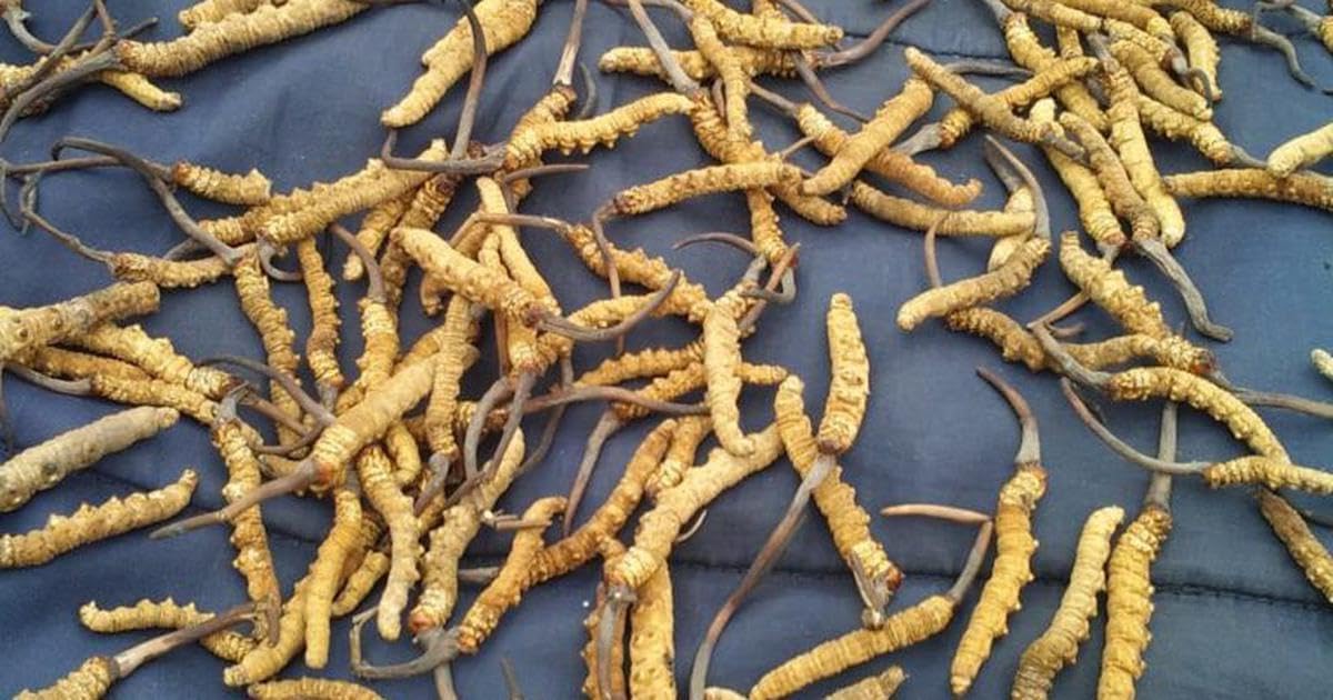 High Grade Genuine Wild Cordyceps Sinensis Mushroom from Lamjung Nepal - Boost Energy and Reduce Stress - 5 Grams
