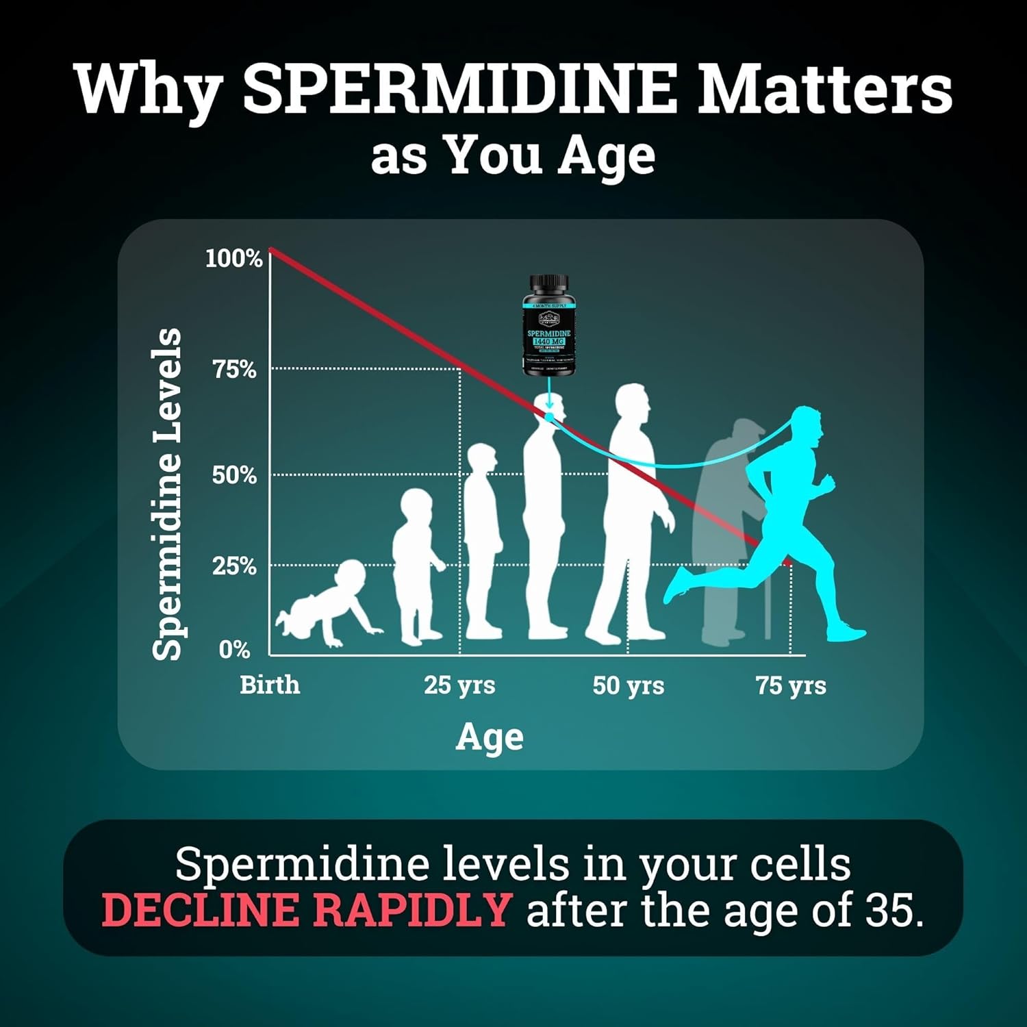 High Potency Black Forest Spermidine Supplement for Cellular Health, Anti-Aging & Energy - 4 Months Supply, 1440mg, 99% Pure - Women & Men