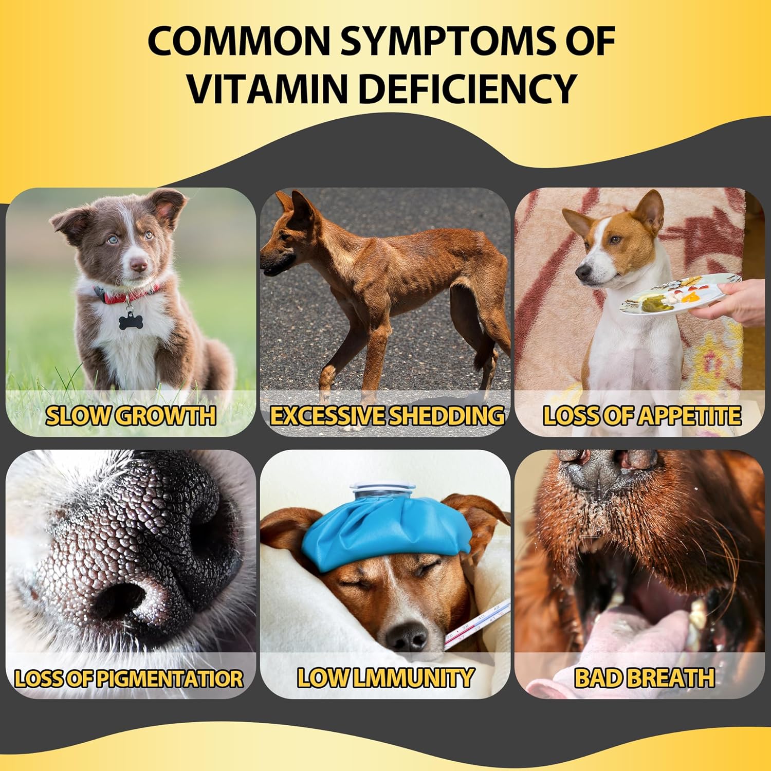 High-Quality Liquid Dog Multivitamin with 13 Essential Vitamins for Digestive, Immune, Skin, Coat, Bone, and Joint Health - 60ml Bottle for All Breeds and Ages