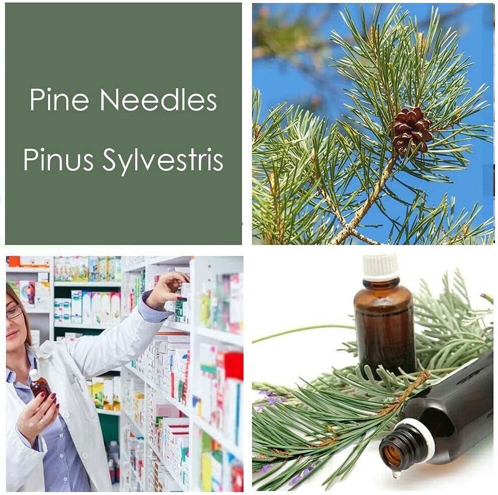 HPDC+ Pine Needles Liquid Extract Tincture - High in Vitamin C & Antioxidants - 100ml