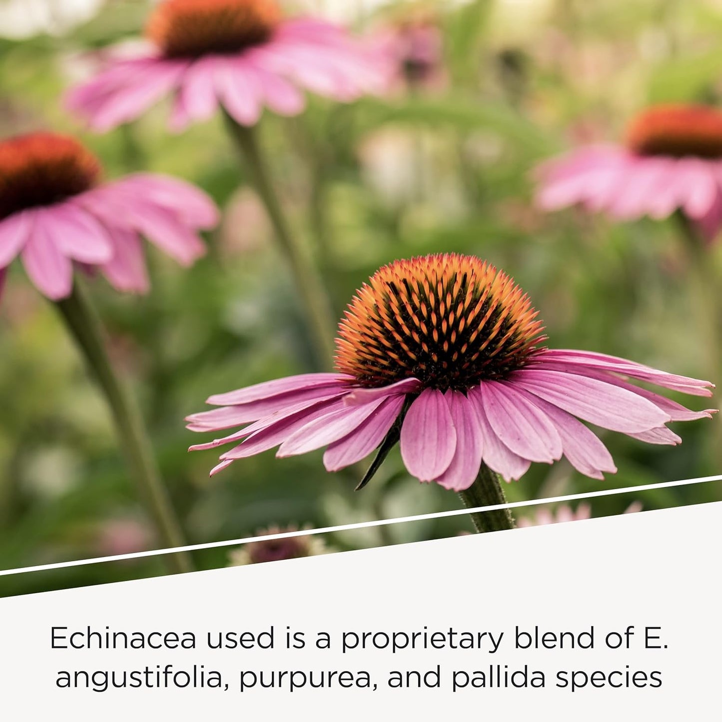 Integrative Therapeutics EHB Capsules - Immune Support with Echinacosides, Hydrastine, Berberine - 60 Count