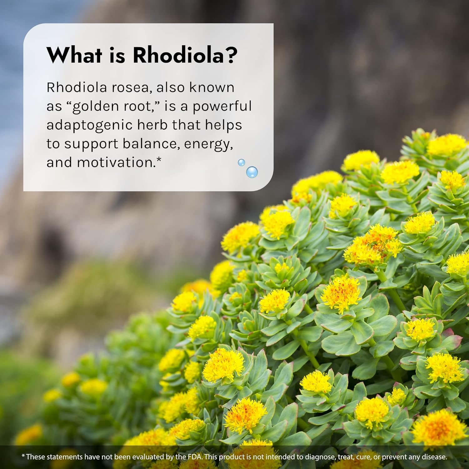 Irwin Naturals Rhodiola-Plus Liquid Soft-Gels with L-Theanine, Vitamin D3 & Magnesium - 75 Soft-Gels for Balance & Peace - 25 Servings